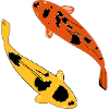 koi carp
