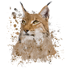 luchs
