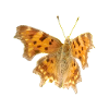 Butterfly C-Moth