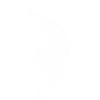 'White Tiger