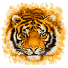 Tiger Face