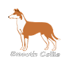 Shorthaired Collie sable