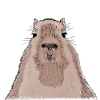 Capybara - capybara