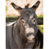 Donkey with braces