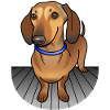 Dachshund - Leo 2
