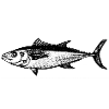 Thunfisch