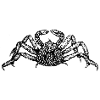 King crab