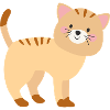 Chat mignon