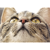 Minka cat face