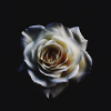 White rose
