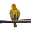 The yellow canary