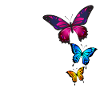 Butterflies, butterfly, nature