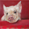 Lucky pig