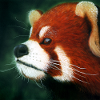 Red Panda