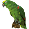 Yellow-crowned Parrot
