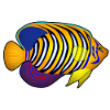 Regal angelfish