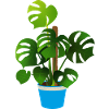 Monstera Deliciosa