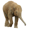 Bébé éléphant indien.