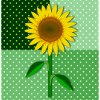 Sonnenblume