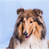 Collie 2