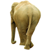 Elephant walking away