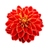 Dahlia red