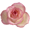 Rose / rose blanche