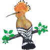Hop bird