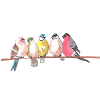 Oiseaux