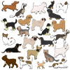 Small dog breeds