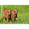Calves on Eifel meadows