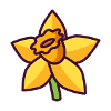 daffodil