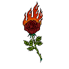 Rose avec le feu