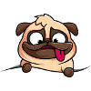 Chien mignon mignon cool