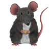 Kleine süße Maus oder Ratte