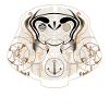 DARUMA