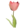 tulip