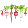 Root vegetables Radishes Carrot beetroot Radish