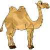 Kamel