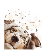 Dog Curious Australian Shepherd Dog