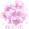 Cherry Blossoms