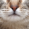 Cat mouth mask