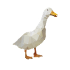 Goose - polygon / triangle