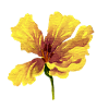 fleur