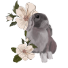 Lapin et fleur