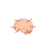 Informatiker Gehirn Informatik