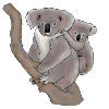 Koala, mère et enfant
