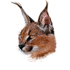 Caracal