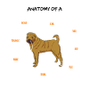 Shar Pei anatomie cadeau chiens