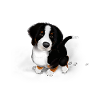 Bernese Mountain Dog